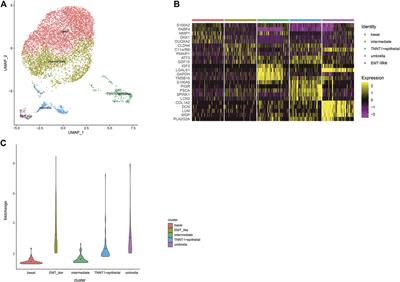 Prognostic Significance of Lineage Diversity in Bladder Cancer Revealed by Single-Cell Sequencing